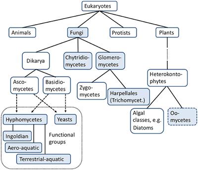 Aquatic Fungi: A Disregarded Trophic Level in Ecological Risk Assessment of Organic Fungicides